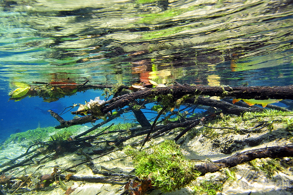 Underwater landscape of Prata River, Bonito, Mato Grosso do Sul, Brazil, South America