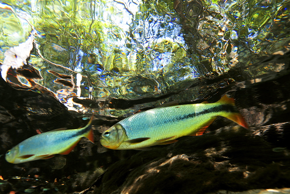 Characins (piraputangas) (Brycon hilarii), Sucuri River, Bonito, Mato Grosso do Sul, Brazil, South America