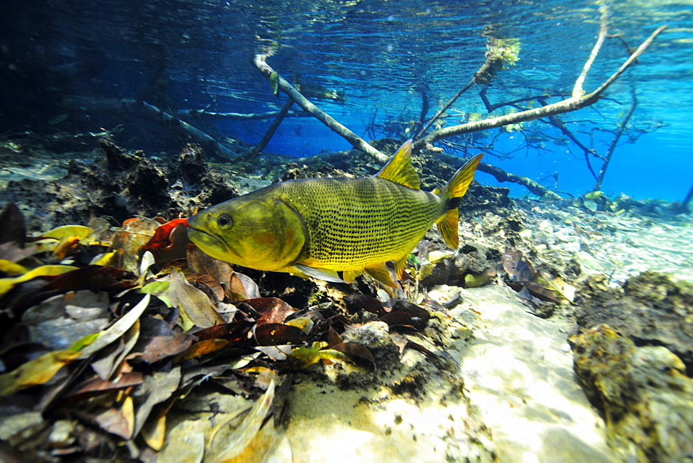 Dorado (Salminus maxillosus), Prata river, Bonito, Mato Grosso do Sul, Brazil, South America