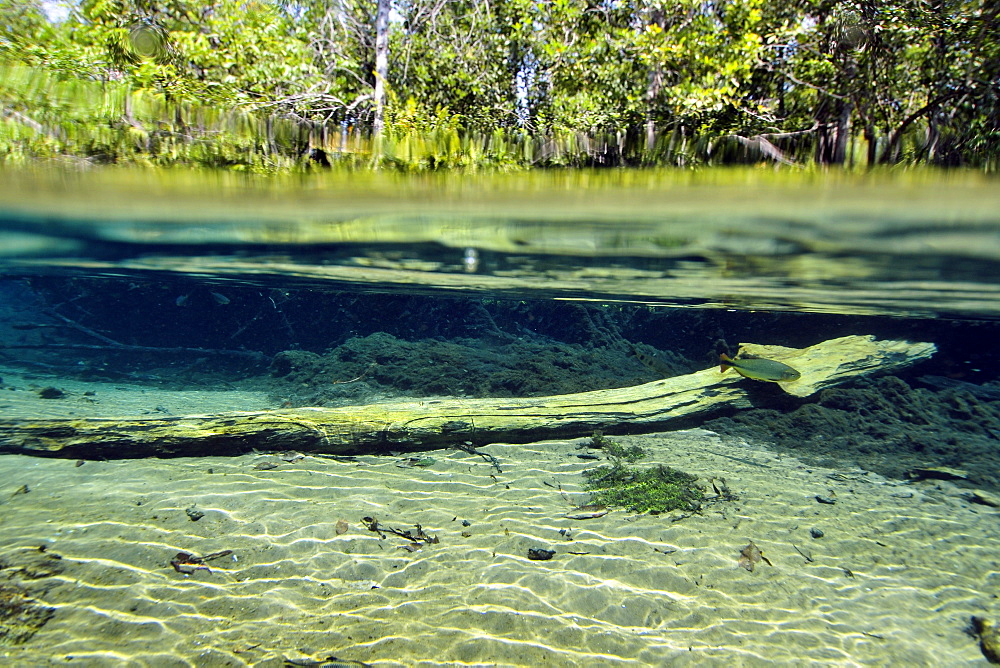 Underwater landscape of Olho D'Agua River, Bonito, Mato Grosso do Sul, Brazil, South America