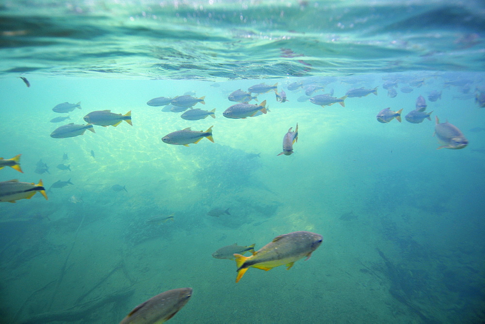 Characins (Piraputangas) (Brycon hilarii), Balneario Municipal, Bonito, Mato Grosso do Sul, Brazil, South America