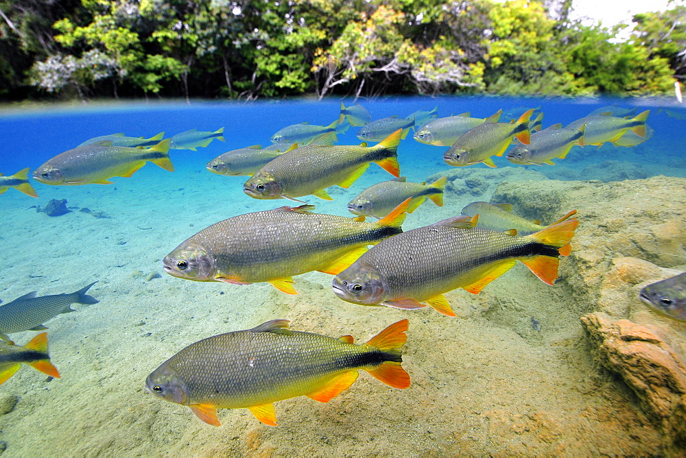 Characins (Piraputangas) (Brycon hilarii), Balneario Municipal, Bonito, Mato Grosso do Sul, Brazil, South America