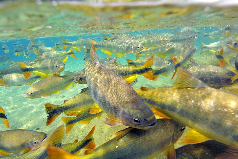 Characins (Piraputangas) (Brycon hilarii), Balneario Municipal, Bonito, Mato Grosso do Sul, Brazil, South America