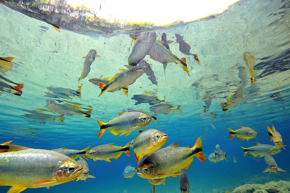 Characins (Piraputangas) (Brycon hilarii), Balneario Municipal, Bonito, Mato Grosso do Sul, Brazil, South America