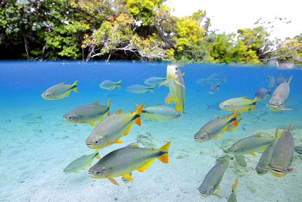 Characins (Piraputangas) (Brycon hilarii), Balneario Municipal, Bonito, Mato Grosso do Sul, Brazil, South America