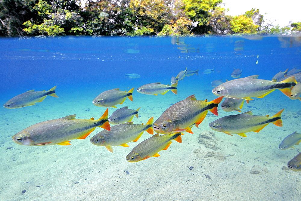 Characins (Piraputangas) (Brycon hilarii), Balneario Municipal, Bonito, Mato Grosso do Sul, Brazil, South America