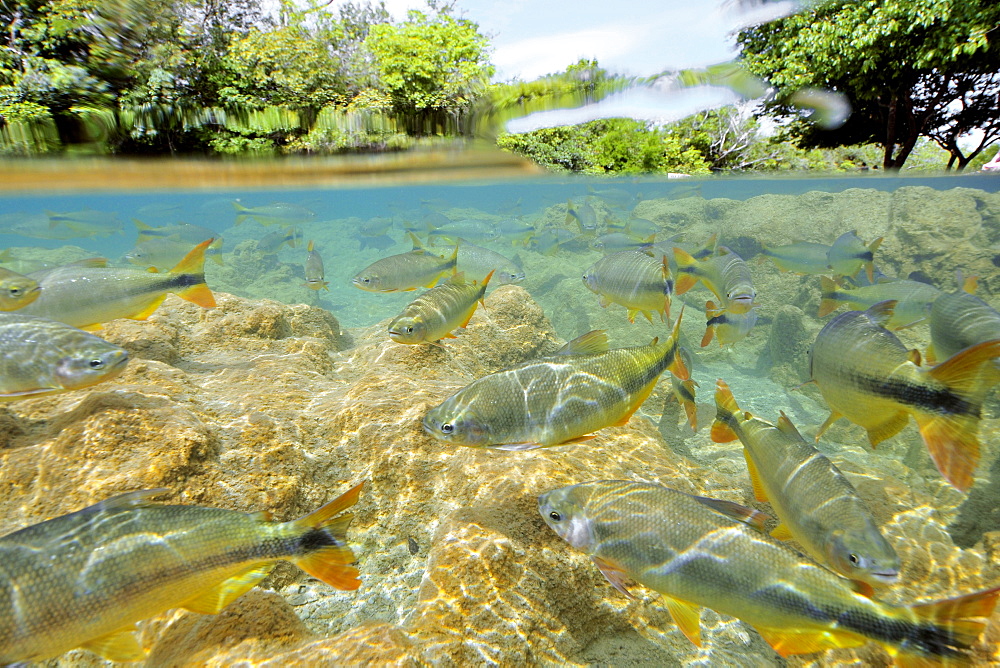 Characins (Piraputangas) (Brycon hilarii), Balneario Municipal, Bonito, Mato Grosso do Sul, Brazil, South America