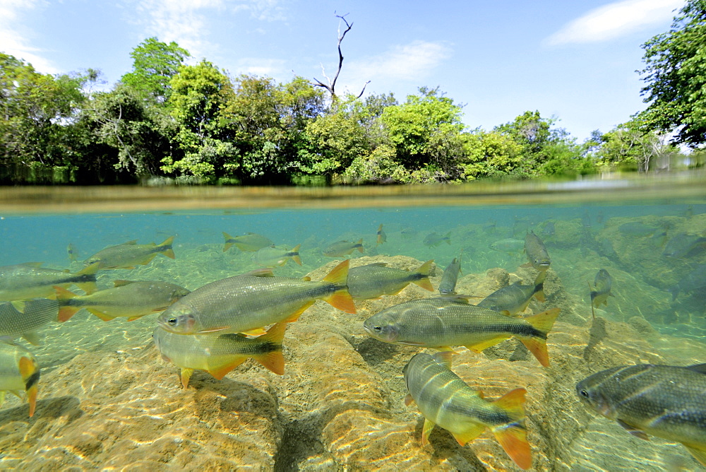 Characins (Piraputangas) (Brycon hilarii), Balneario Municipal, Bonito, Mato Grosso do Sul, Brazil, South America