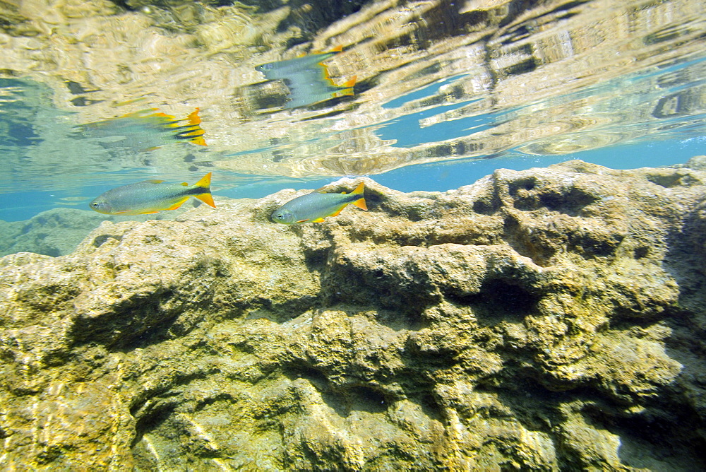 Characins (Piraputangas) (Brycon hilarii), Balneario Municipal, Bonito, Mato Grosso do Sul, Brazil, South America