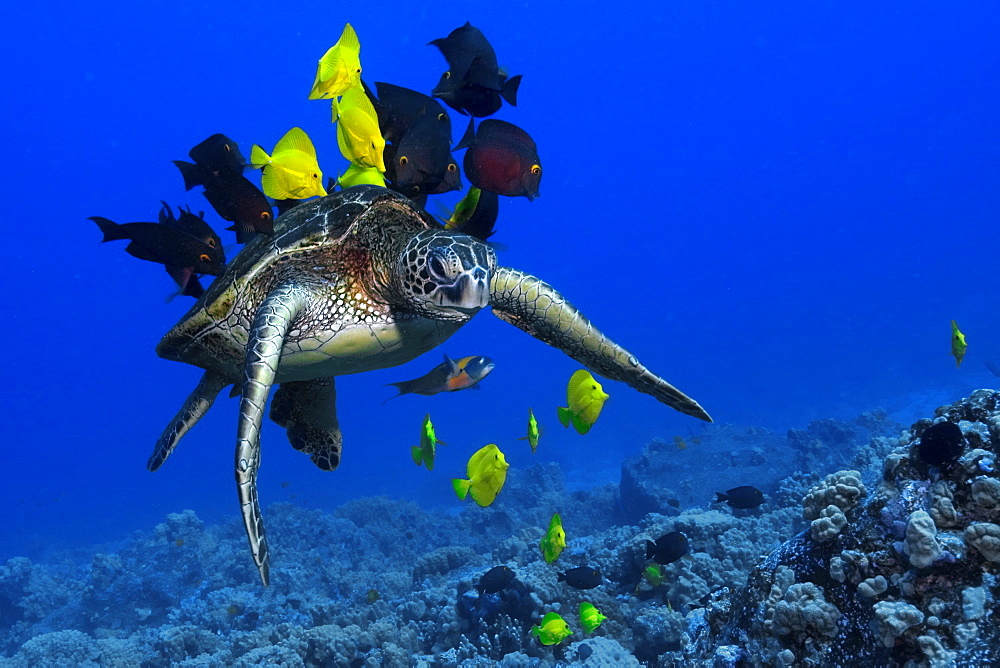 Green sea turtle (Chelonia mydas) getting cleaned by yellow tangs (Zebrasoma flavescens) and lined bristletooth (Ctenochaetus striatus), Kailua-Kona, Hawaii, Pacific