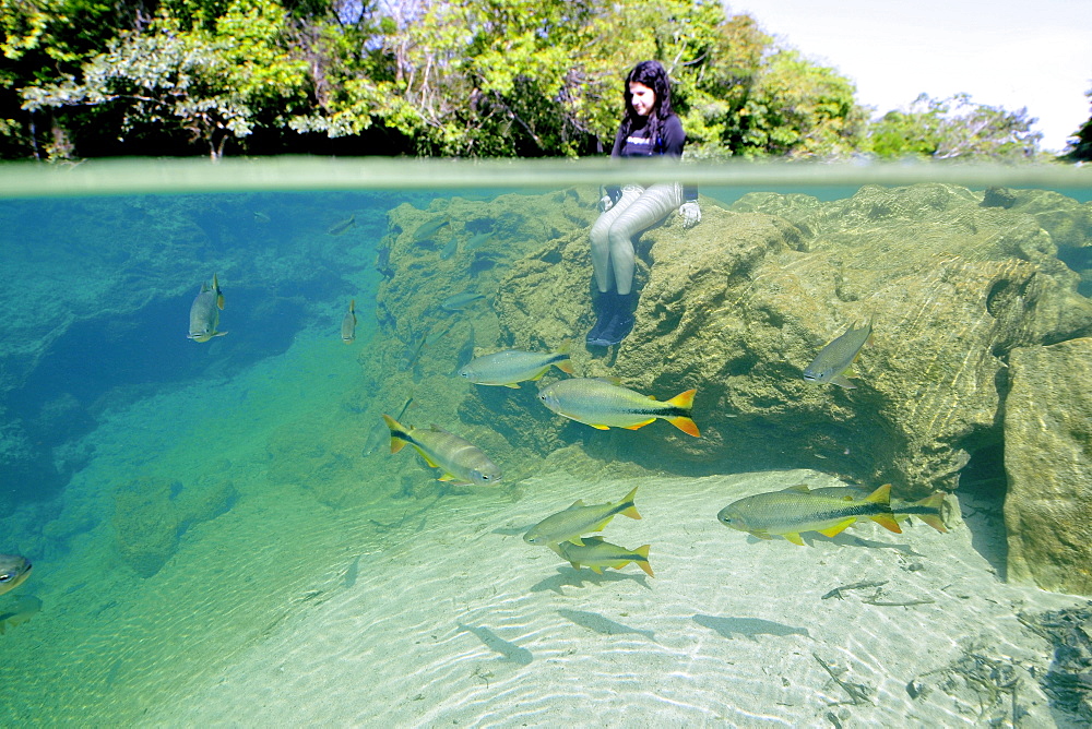 Tourist and characins (Piraputangas) (Brycon hilarii), Balneario Municipal, Bonito, Mato Grosso do Sul, Brazil, South America