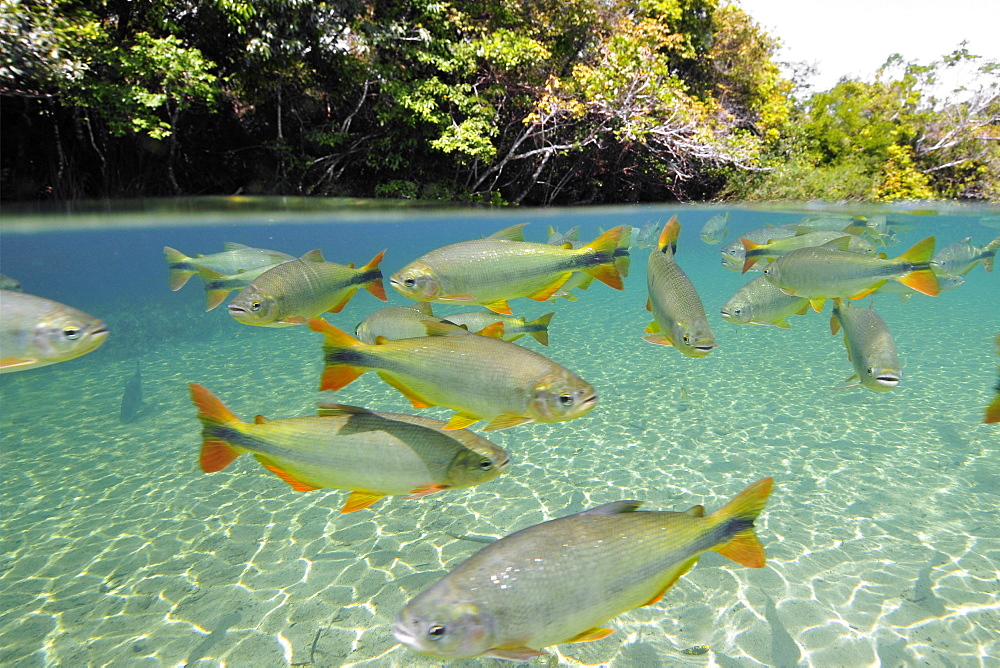 Characins (Piraputangas) (Brycon hilarii), Balneario Municipal, Bonito, Mato Grosso do Sul, Brazil, South America