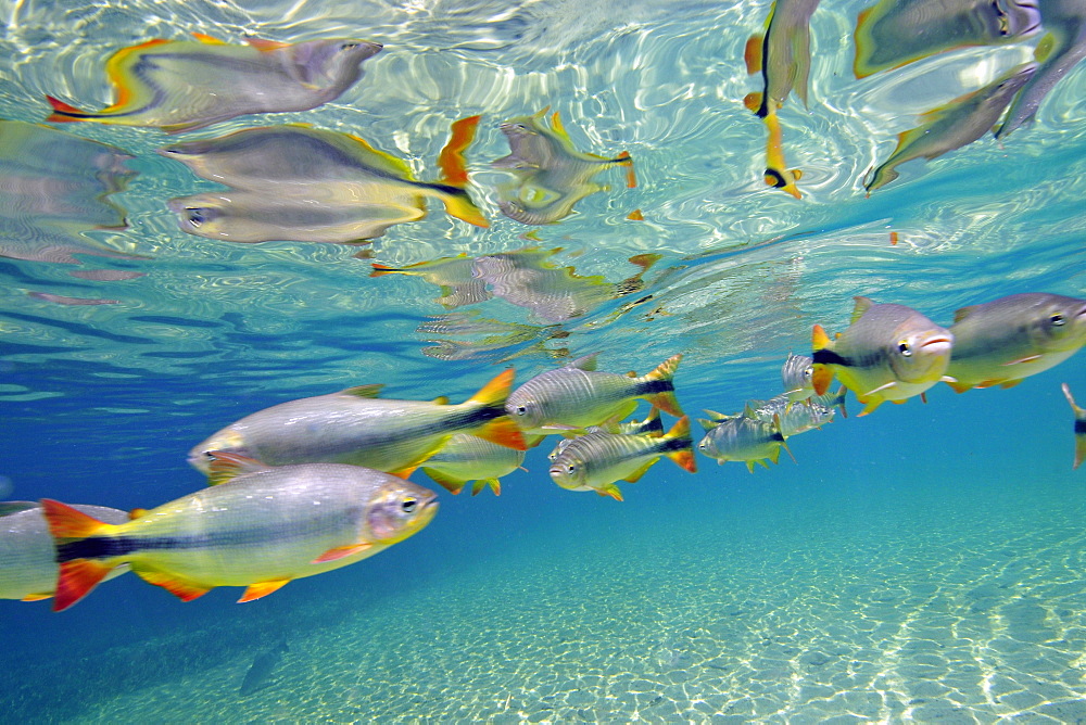 Characins (Piraputangas) (Brycon hilarii), Balneario Municipal, Bonito, Mato Grosso do Sul, Brazil, South America