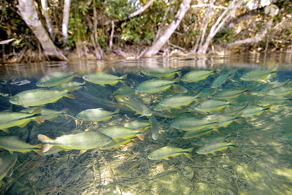 Characins (Piraputangas) (Brycon hilarii), Balneario Municipal, Bonito, Mato Grosso do Sul, Brazil, South America