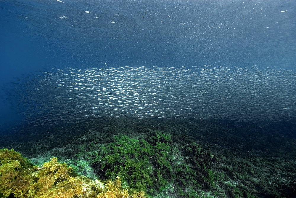 Sardines (Harengula sp.), schooling near the surface, Fernando de Noronha, Brazil, South Atlantic, South America