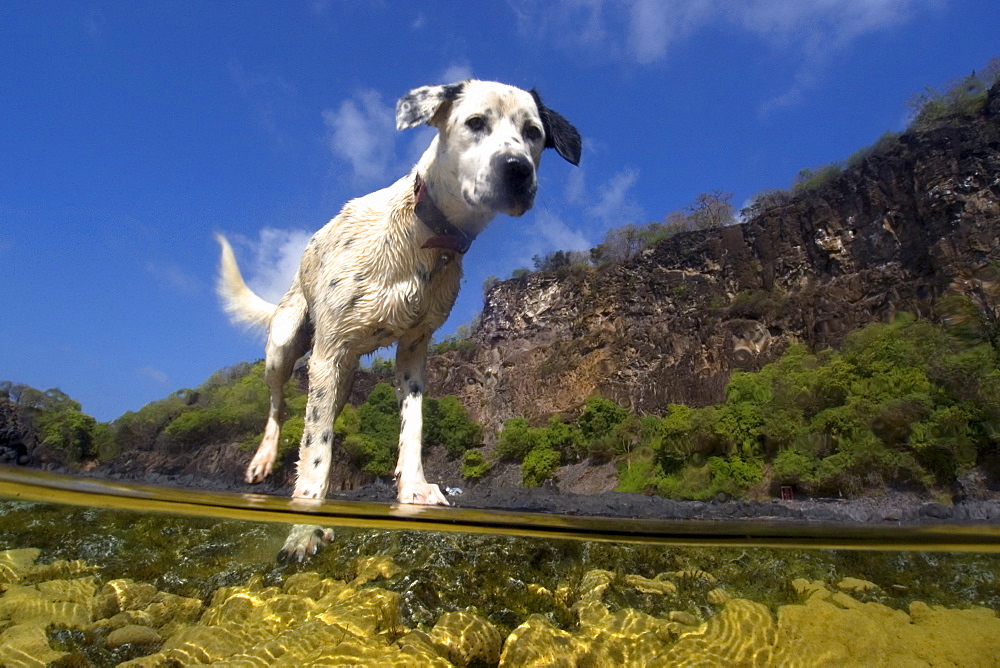 Dog at a tide pool on Porco's Bay, Fernando de Noronha, UNESCO World Heritage Site, Brazil, South America