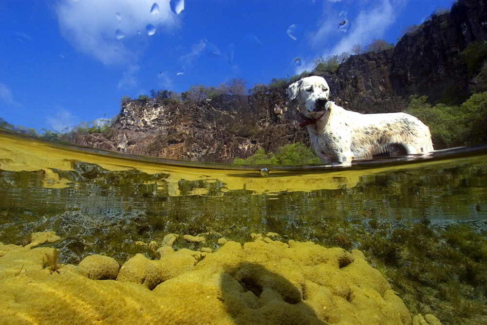 Dog and massive colony of great star coral (Montastrea cavernosa), in shallow tide pool, Fernando de Noronha, UNESCO World Heritage Site, Brazil, South America