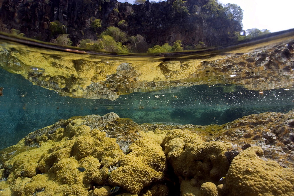 Massive colony of great star coral (Montastrea cavernosa), in shallow tide pool, Porco's Bay, Fernando de Noronha, UNESCO World Heritage Site, Brazil, South America