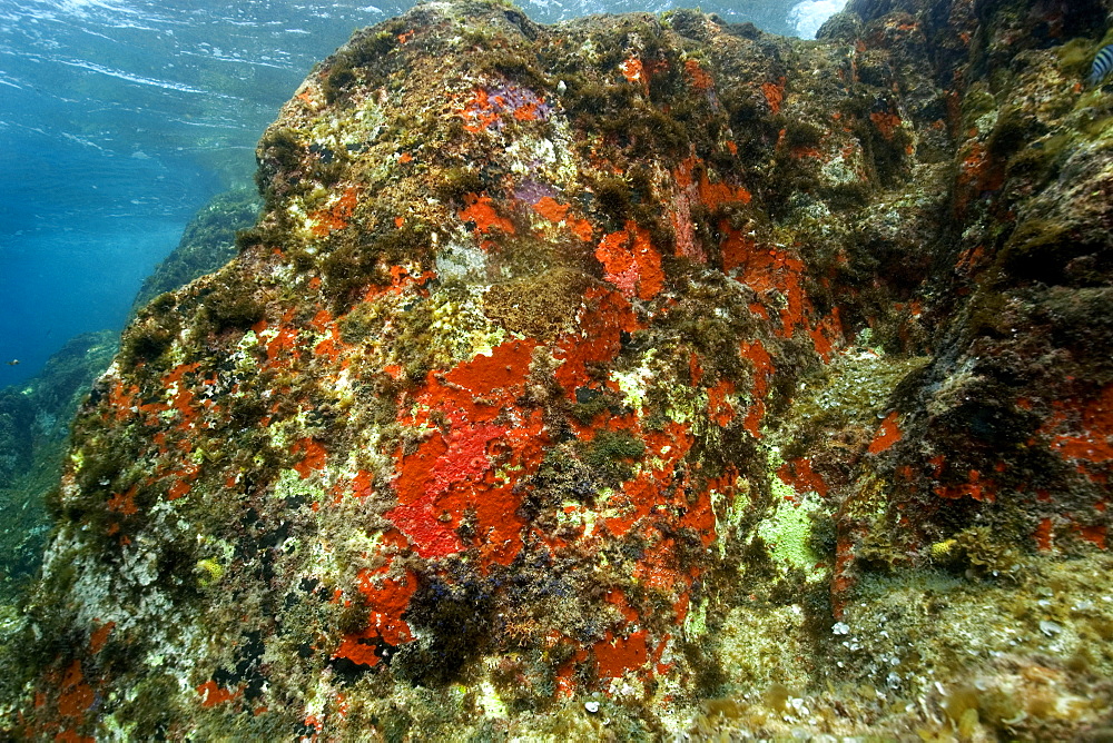 Rock covered with encrusting sponges, Fernando de Noronha, Brazil, South America