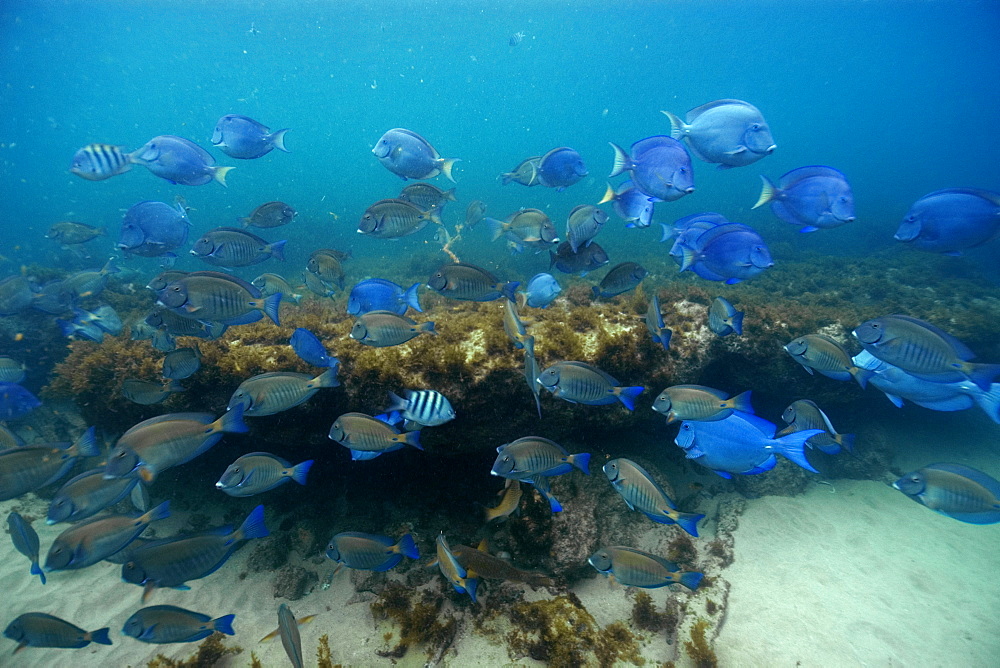 School of surgeonfishes (Acanthurus chirurgus), blue tangs (Acanthurus coeruleus) and sergeant majors (Abudefduf saxatilis), Fernando de Noronha, Brazil, South America