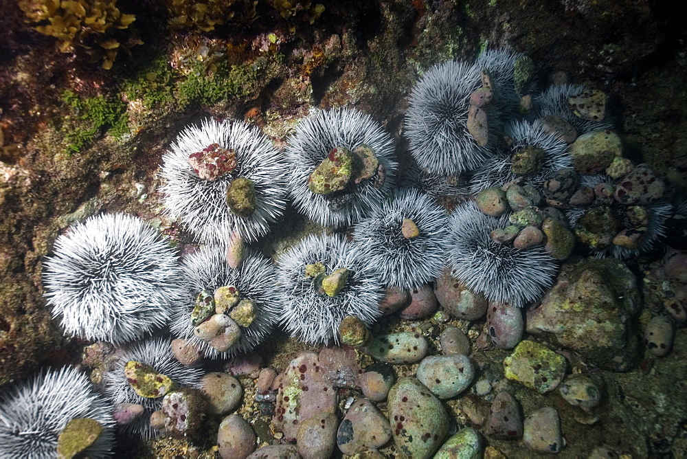 White sea urchin (Tripneustes ventricosus), Fernando de Noronha, Brazil, South America