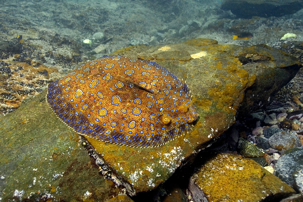 Flounder (Bothus lunatus), Fernando de Noronha, Brazil, South America