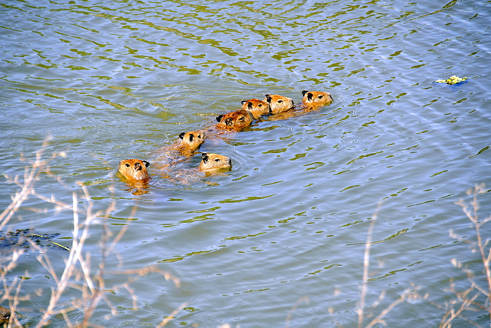 Family of capybaras (Hydrochoerus hydrochaeris), crosses a stream, Miranda, Pantanal, Mato Grosso do Sul, Brazil, South America