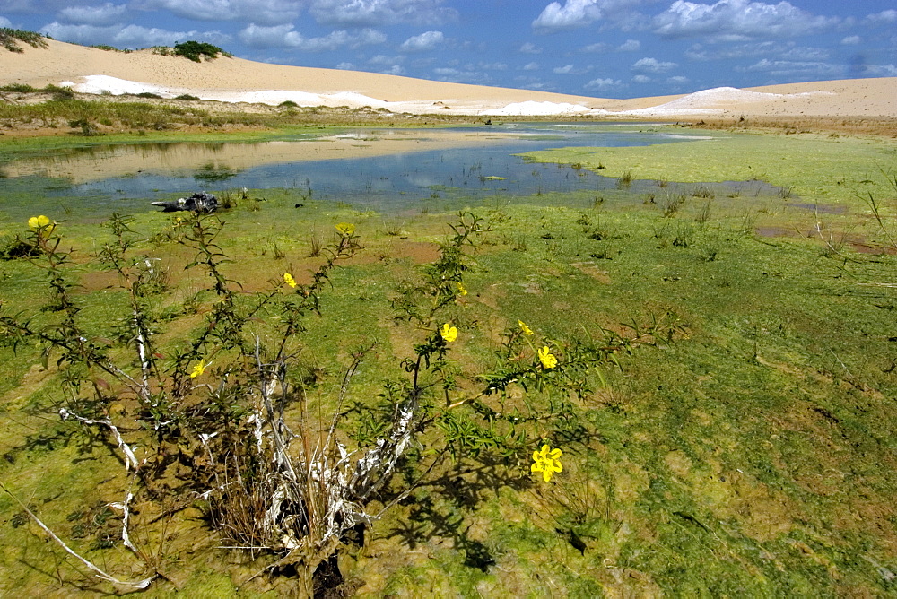 Freshwater lake and sand dunes at Ilha Grande de Santa Isabel, Parnaiba River delta, Piaui, Brazil, South America