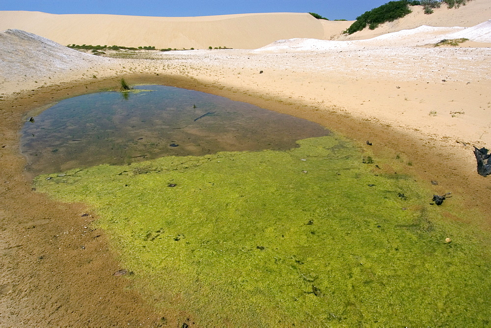 Freshwater lake and sand dunes at Ilha Grande de Santa Isabel, Parnaiba River delta, Piaui, Brazil, South America