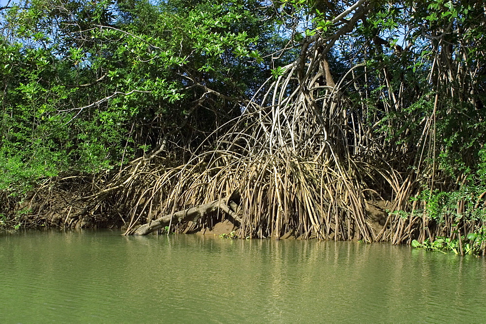 Aerial roots from a mangrove at the delta of Parnaiba river, Piaui, Brazil, South America