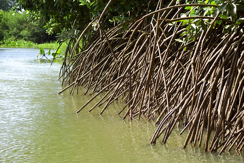 Aerial roots from a mangrove at the delta of Parnaiba river, Piaui, Brazil, South America