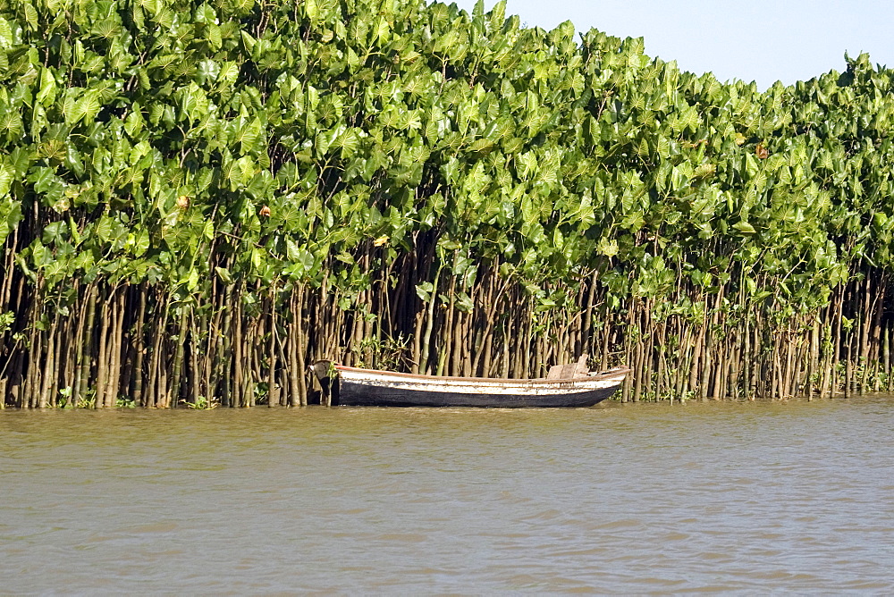 Barreirinhas, Maranhao, Brazil, South America