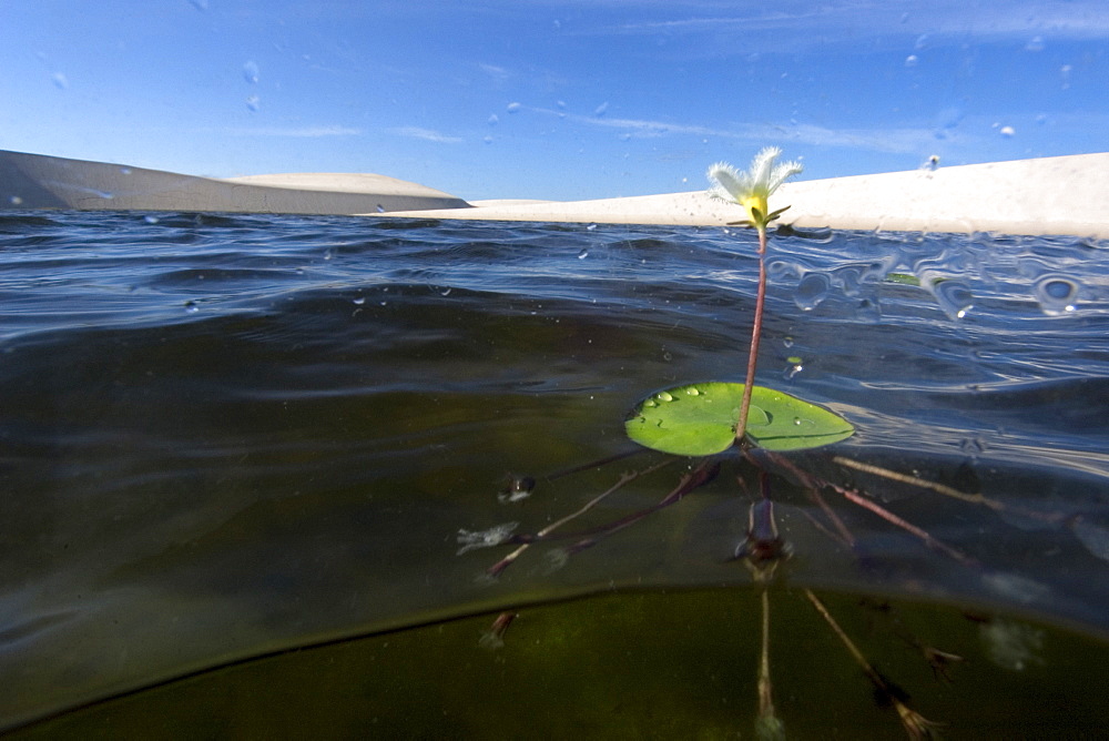 Flower in one of the lakes at Lencois Maranhenses National Park, Santo Amaro, Maranhao, Brazil, South America