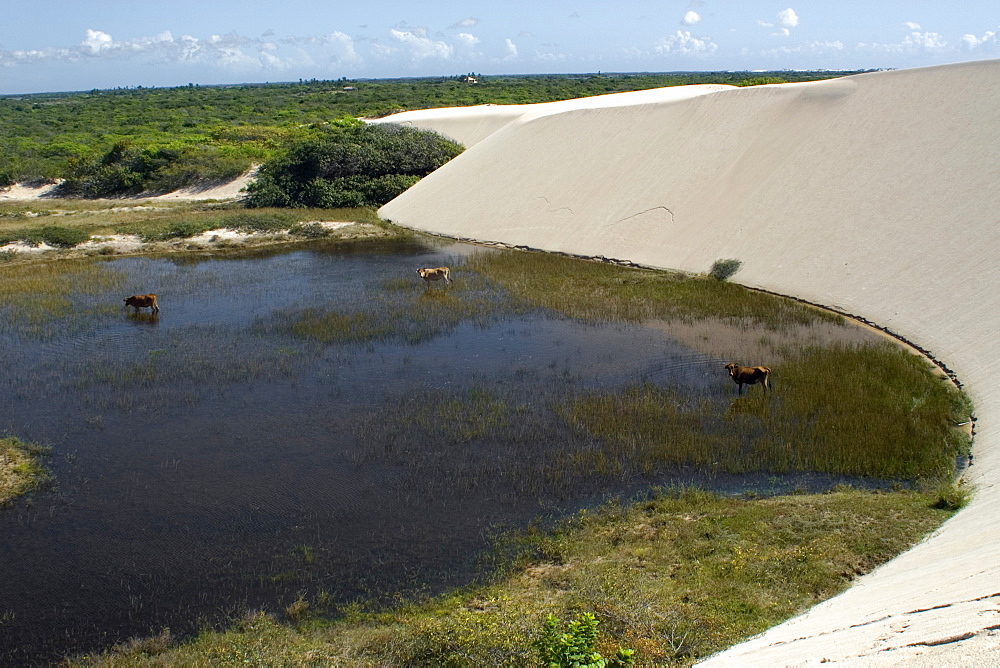 Sand dunes and lake of Lencois Maranhenses National Park, Santo Amaro, Maranhao, Brazil, South America