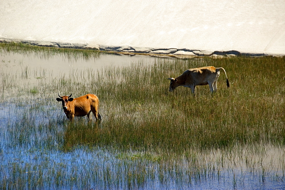 Cattle in a lake of Lencois Maranhenses National Park, Santo Amaro, Maranhao, Brazil, South America