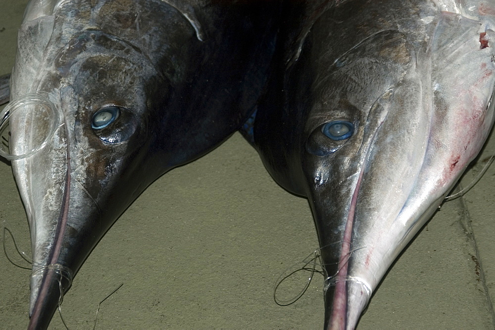 Swordfishes (Xiphias gladius), Vitoria, Espirito Santo, Brazil, South America