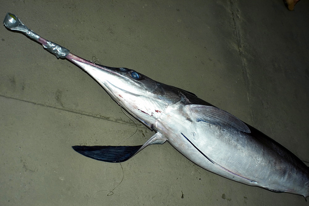 Swordfishes (Xiphias gladius), Vitoria, Espirito Santo, Brazil, South America