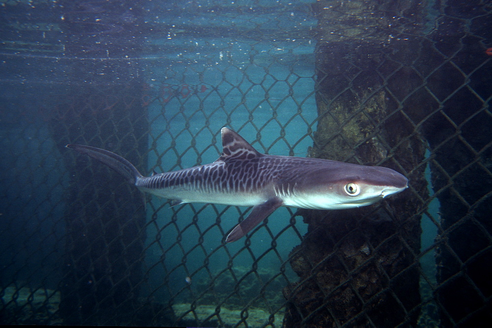 Tiger shark pup (Galeocerdo cuvier), at Hawaii Institute of Marine Biology, Kaneohe Bay, Oahu, Hawaii, United States of America, Pacific