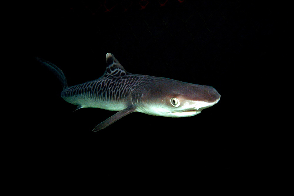 Tiger shark pup (Galeocerdo cuvier). Kaneohe bay, Oahu, Hawaii, United States of America, Pacific