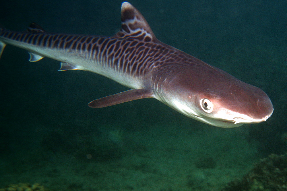 Tiger shark pup (Galeocerdo cuvier) at Hawaii Institute of Marine Biology, Kaneohe Bay, Oahu, Hawaii, United States of America, Pacific