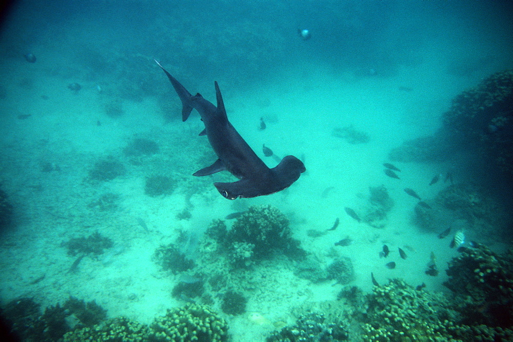 Scalloped hammerhead shark pup (Sphyrna lewini), Hawaii Institute of Marine Biology, Kaneohe, Oahu, Hawaii, United States of America, Pacific