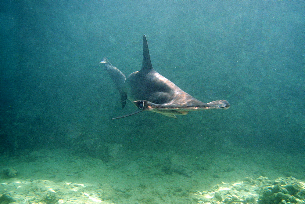 Scalloped hammerhead shark pup (Sphyrna lewini), at Hawaii Institute of Marine Biology, Kaneohe, Oahu, Hawaii, United States of America, Pacific