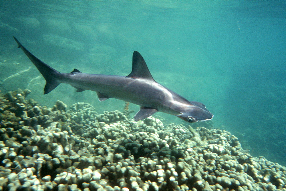 Scalloped hammerhead shark pup (Sphyrna lewini), Kaneohe, Oahu, Hawaii, United States of America, Pacific