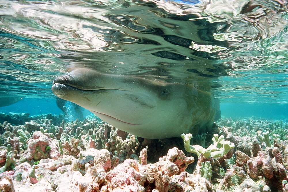 Beaked Whale (Mesoplodon sp.) stranded on coral reef during low tide, Mili, Marshall Islands, Pacific