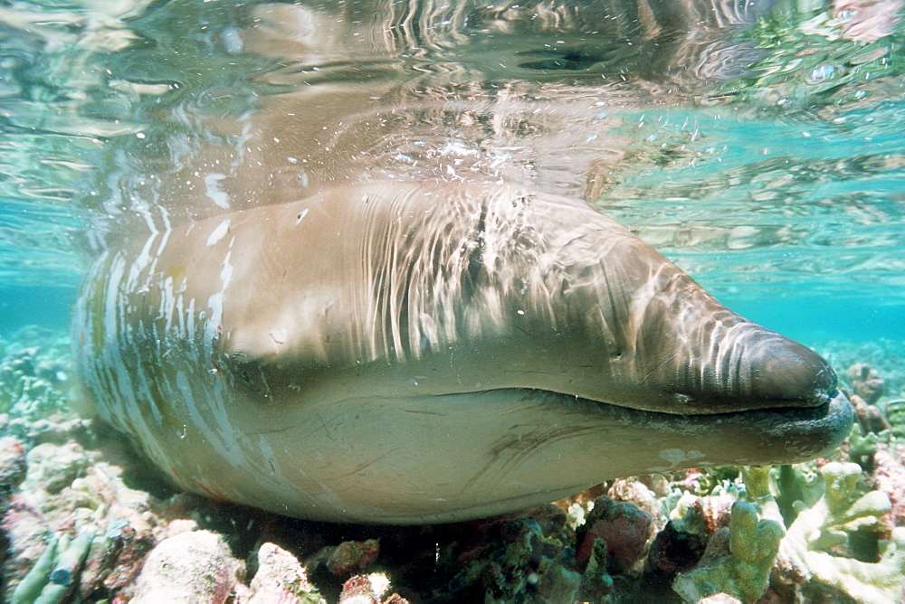 Beaked Whale (Mesoplodon sp.) stranded on coral reef during low tide, Mili, Marshall Islands, Pacific