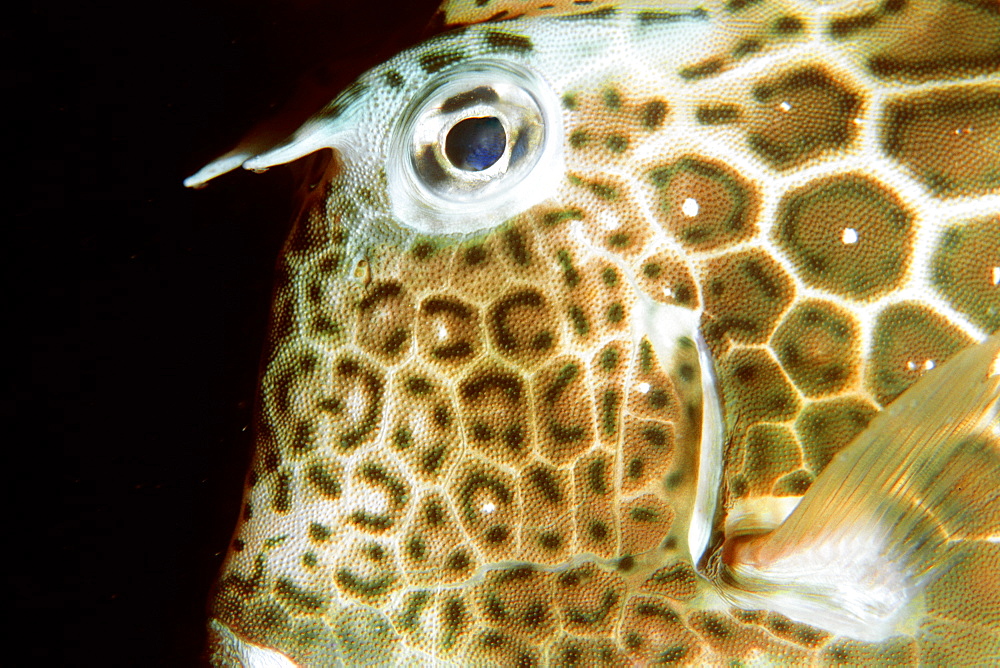 Honeycomb cowfish (Lactophrys polygonia) at night, Abrolhos National Marine Sanctuary, Bahia, Brazil, South America