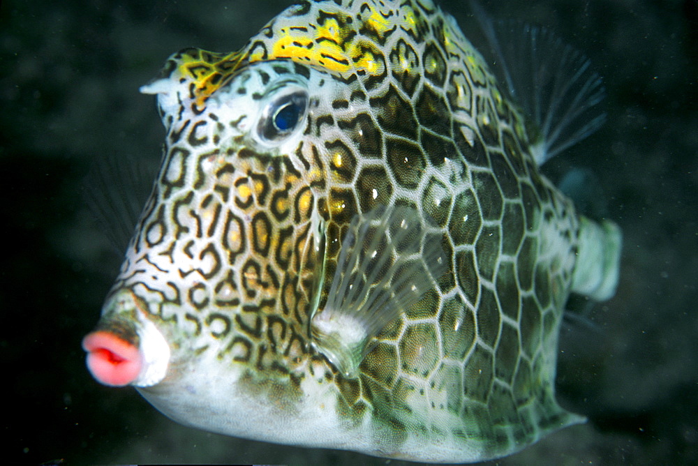 Honeycomb cowfish (Lactophrys polygonia) at night, Abrolhos National Marine Sanctuary, Bahia, Brazil, South America