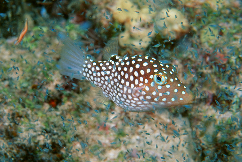 Hawaiian whitespotted toby (Canthigaster jactator), endemic, Kailua-Kona, Hawaii, United States of America, Pacific