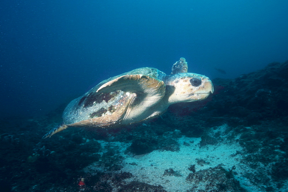 Loggerhead turtle (Caretta caretta), Julian Rocks, Byron Bay, Australia, Pacific