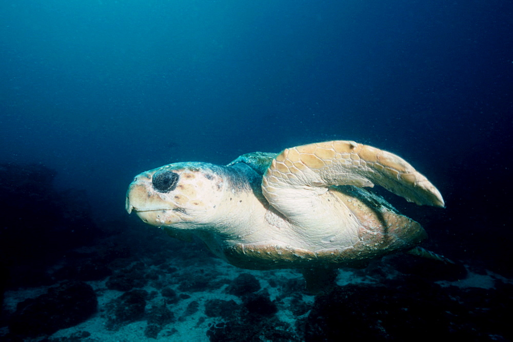 Loggerhead turtle (Caretta caretta), Julian Rocks, Byron Bay, Australia, Pacific